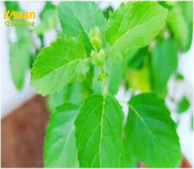 तुलसी को "जड़ी-बूटियों की रानी" कहा जाता है, आइये जानते है तुलसी के औषधीय गुण तुलसी को "जड़ी-बूटियों की रानी" कहा जाता है, आइये जानते है तुलसी के औषधीय गुण